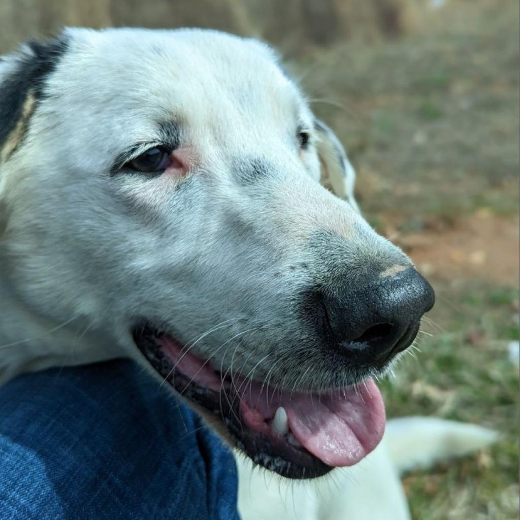 Scout (180 days+)