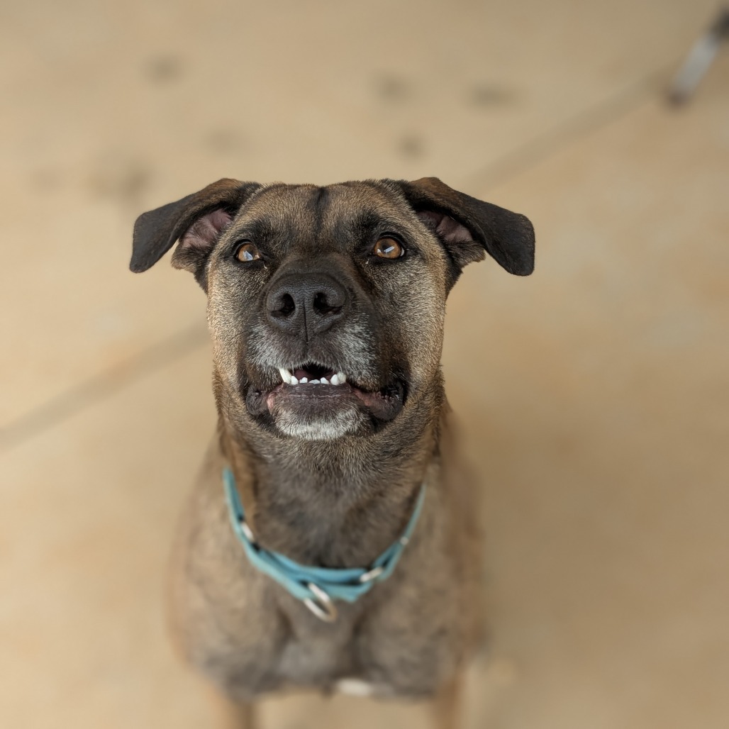 Dixie (BAS) (180 days+)