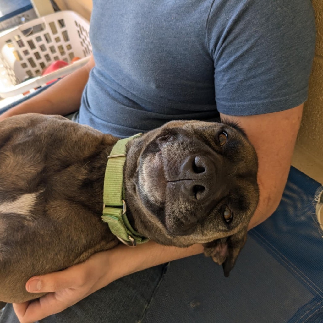 Dixie (BAS) (180 days+)