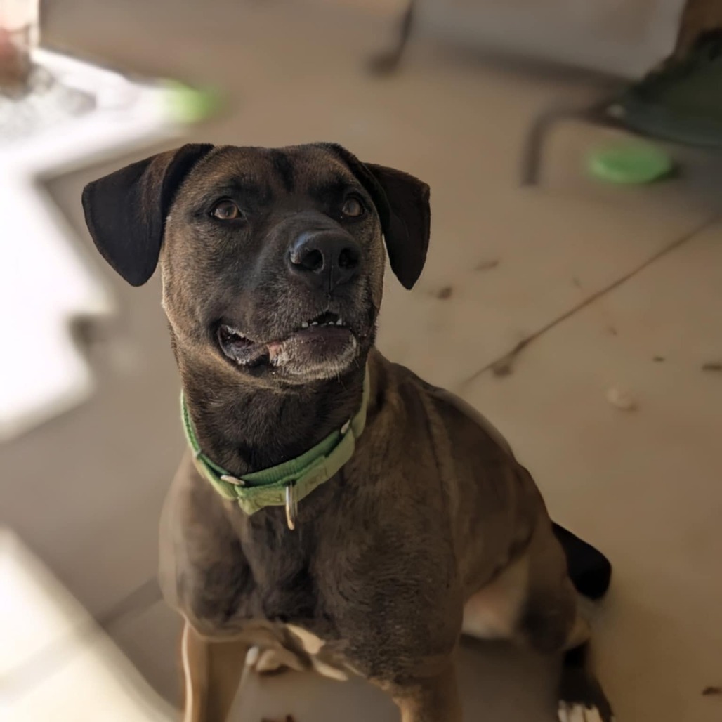Dixie (BAS) (180 days+)