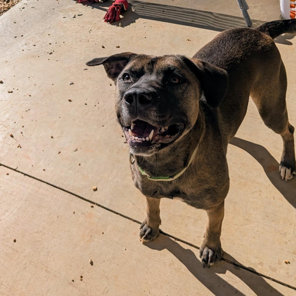 Dixie (BAS) (180 days+)