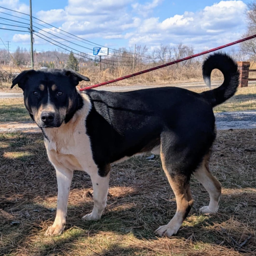 Cadet (180 days+)