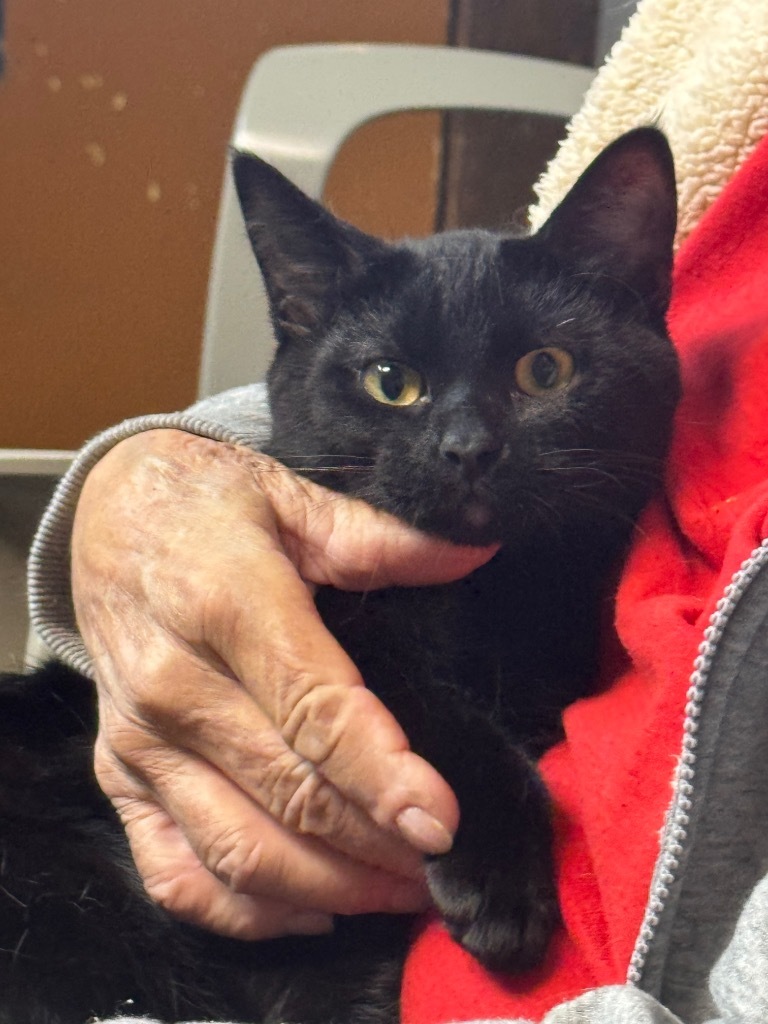 Matthew, an adoptable Domestic Short Hair in Seminole, OK, 74818 | Photo Image 3