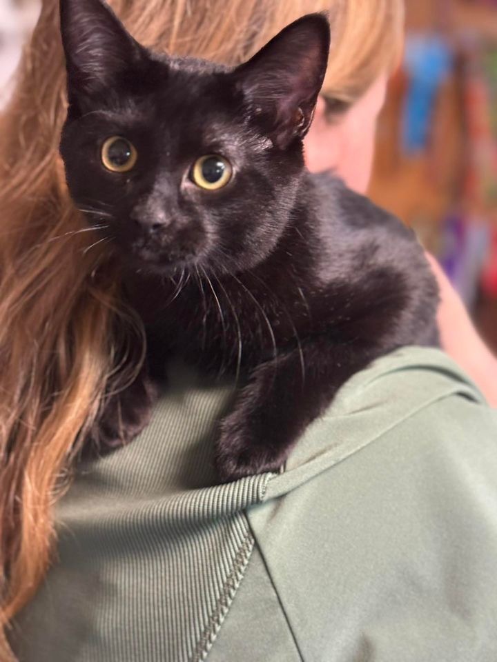 Matthew, an adoptable Domestic Short Hair in Seminole, OK, 74818 | Photo Image 4