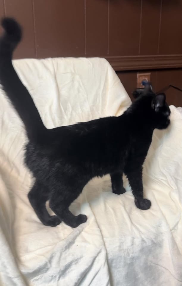 Matthew, an adoptable Domestic Short Hair in Seminole, OK, 74818 | Photo Image 5