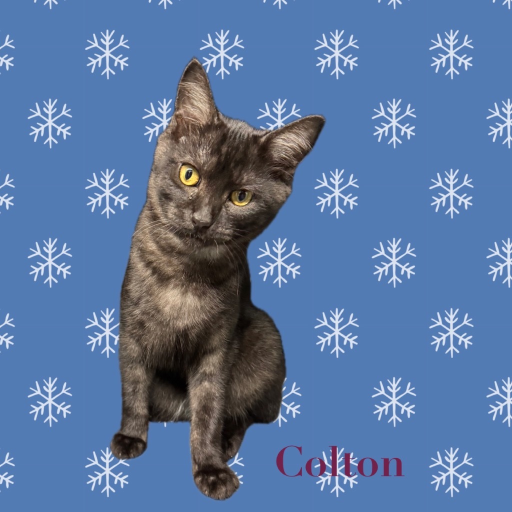 Colton, an adoptable Domestic Short Hair in Seminole, OK, 74818 | Photo Image 1