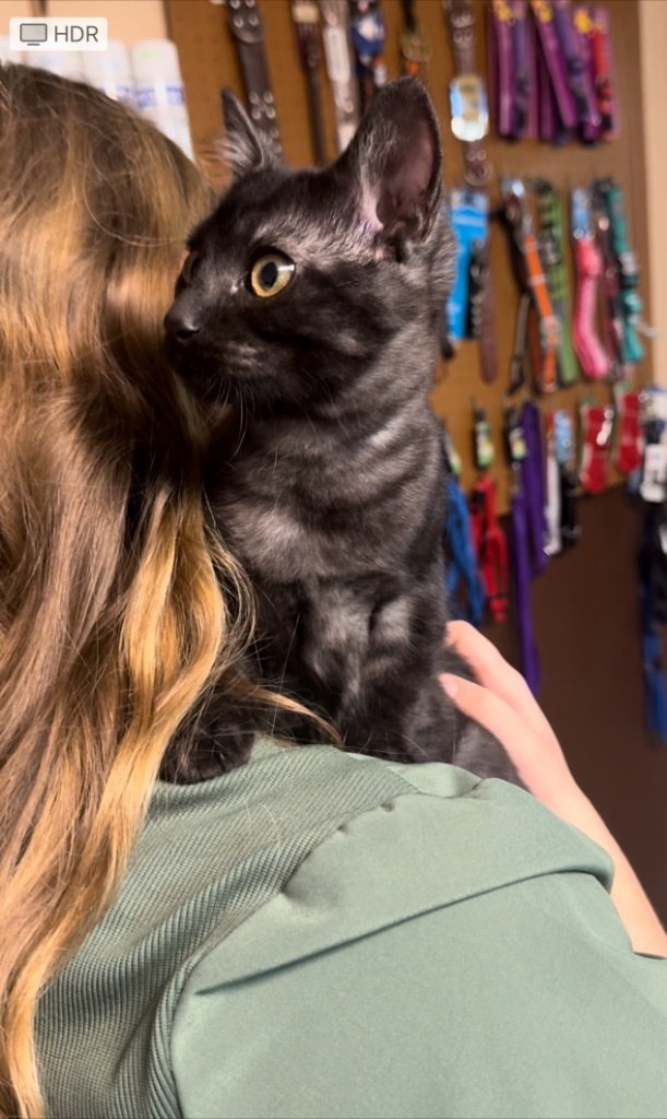 Colton, an adoptable Domestic Short Hair in Seminole, OK, 74818 | Photo Image 2