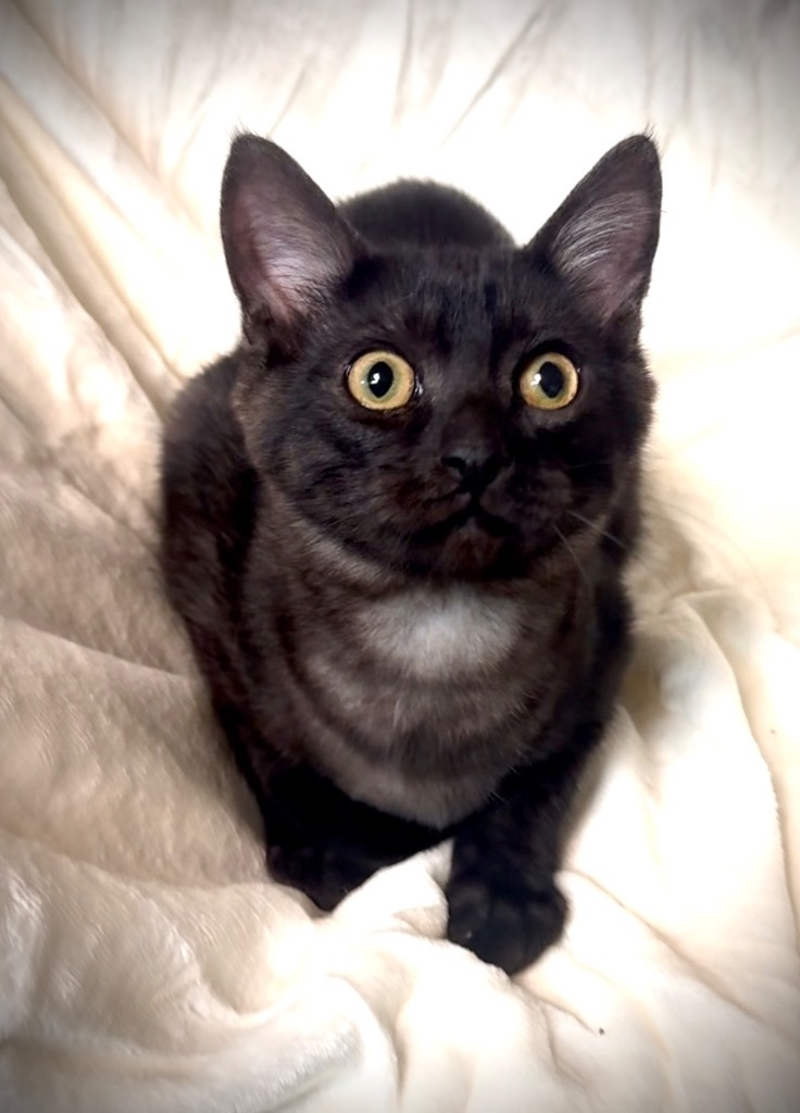 Colton, an adoptable Domestic Short Hair in Seminole, OK, 74818 | Photo Image 3