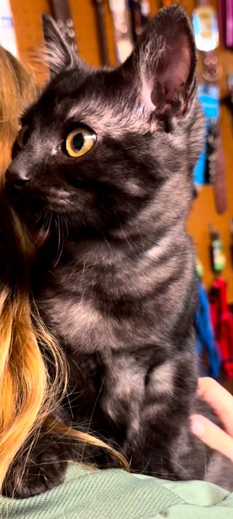 Colton, an adoptable Domestic Short Hair in Seminole, OK, 74818 | Photo Image 4