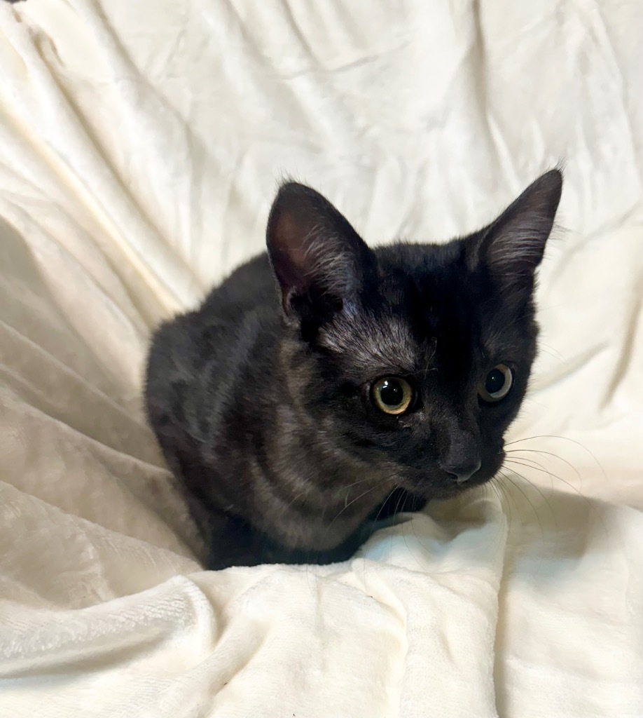 Colton, an adoptable Domestic Short Hair in Seminole, OK, 74818 | Photo Image 5