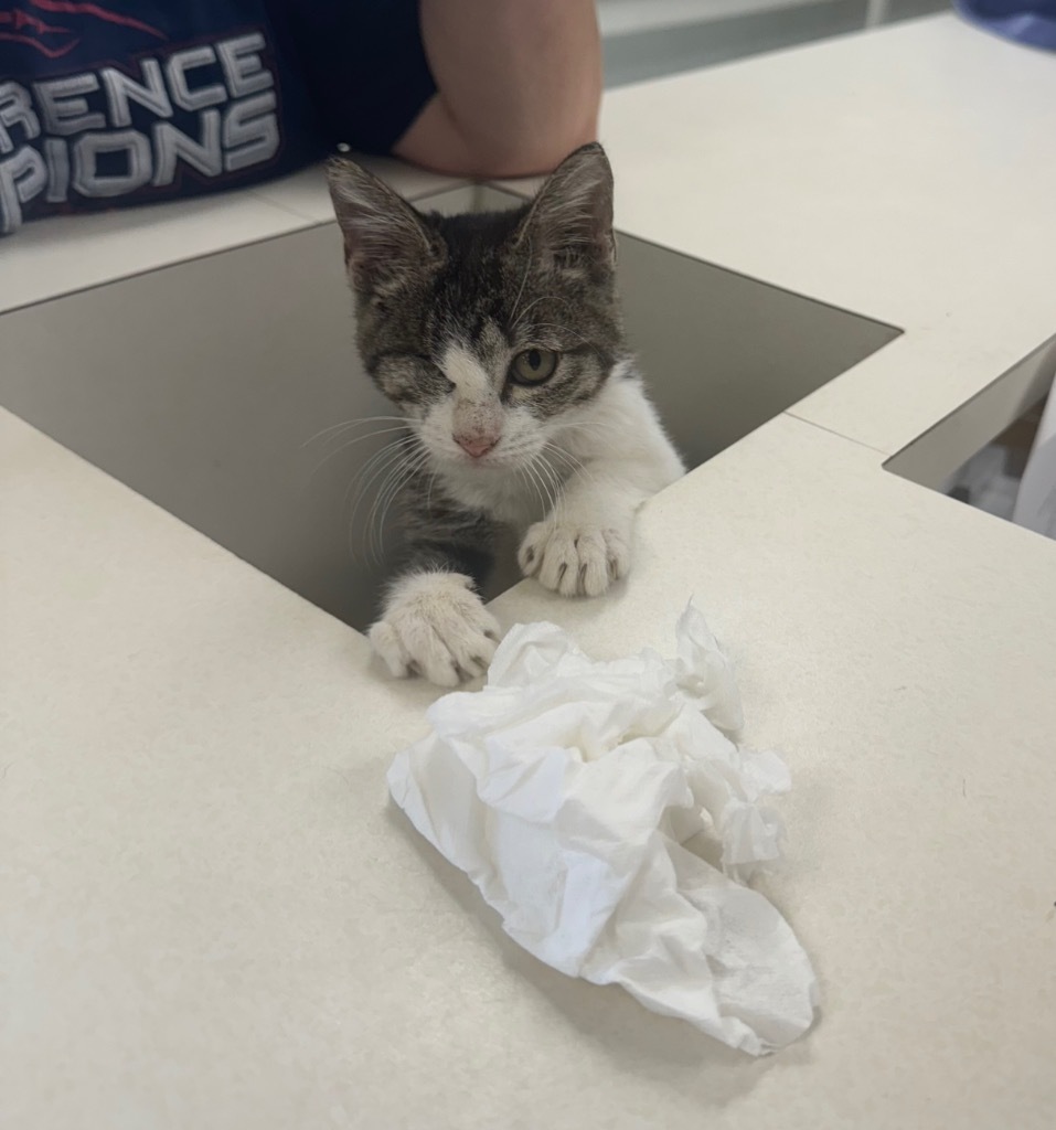 Trinket, an adoptable American Shorthair in Seminole, OK, 74818 | Photo Image 1