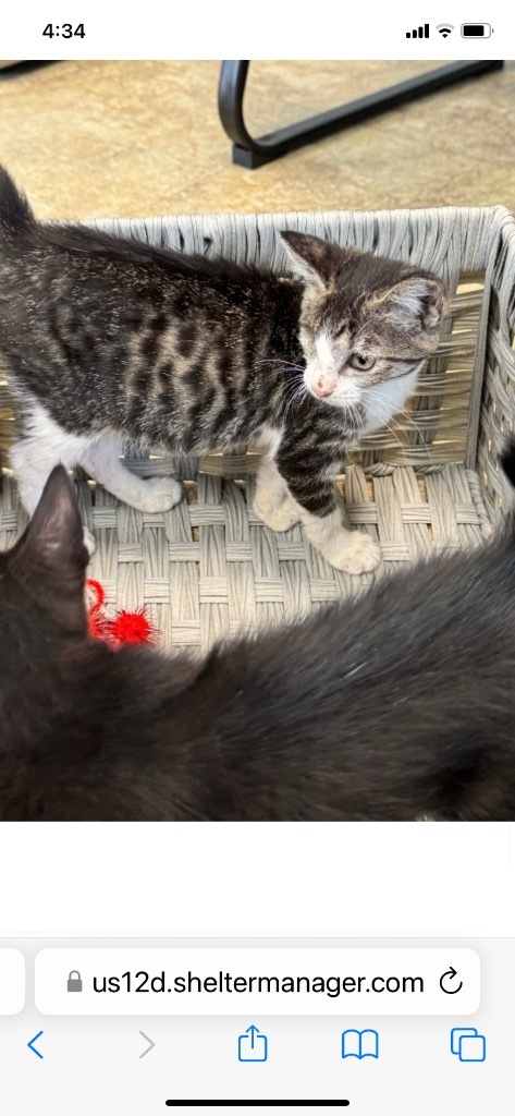 Trinket, an adoptable American Shorthair in Seminole, OK, 74818 | Photo Image 2