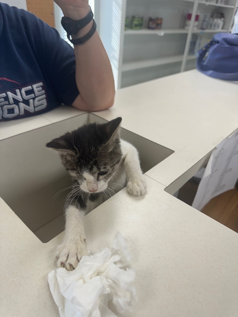 Trinket, an adoptable American Shorthair in Seminole, OK, 74818 | Photo Image 3
