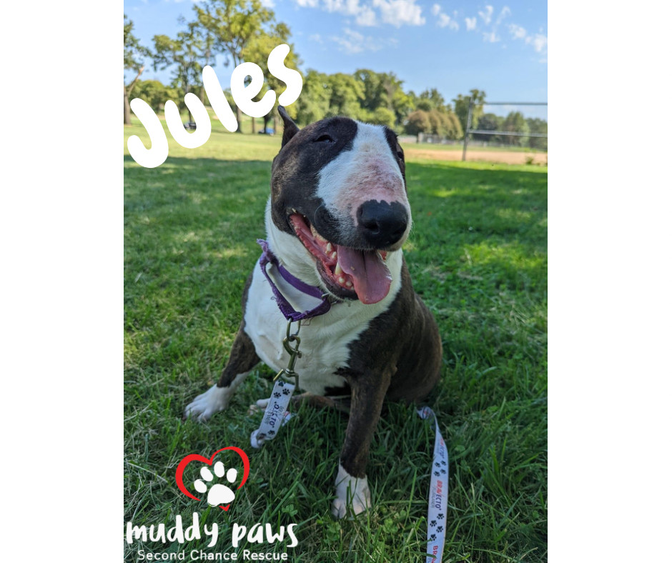 Jules, an adoptable Bull Terrier in Council Bluffs, IA, 51503 | Photo Image 1