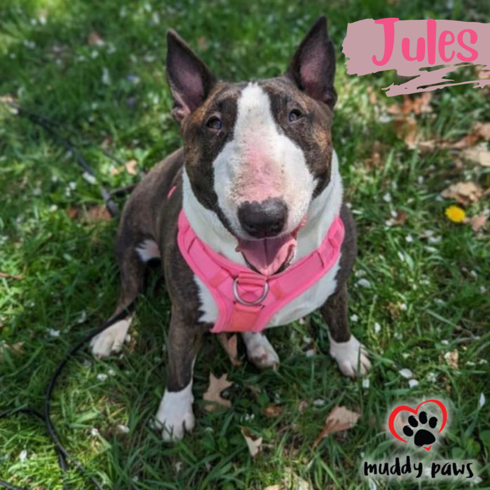 Jules, an adoptable Bull Terrier in Council Bluffs, IA, 51503 | Photo Image 2