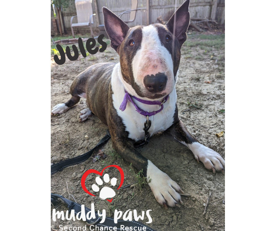 Jules, an adoptable Bull Terrier in Council Bluffs, IA, 51503 | Photo Image 3