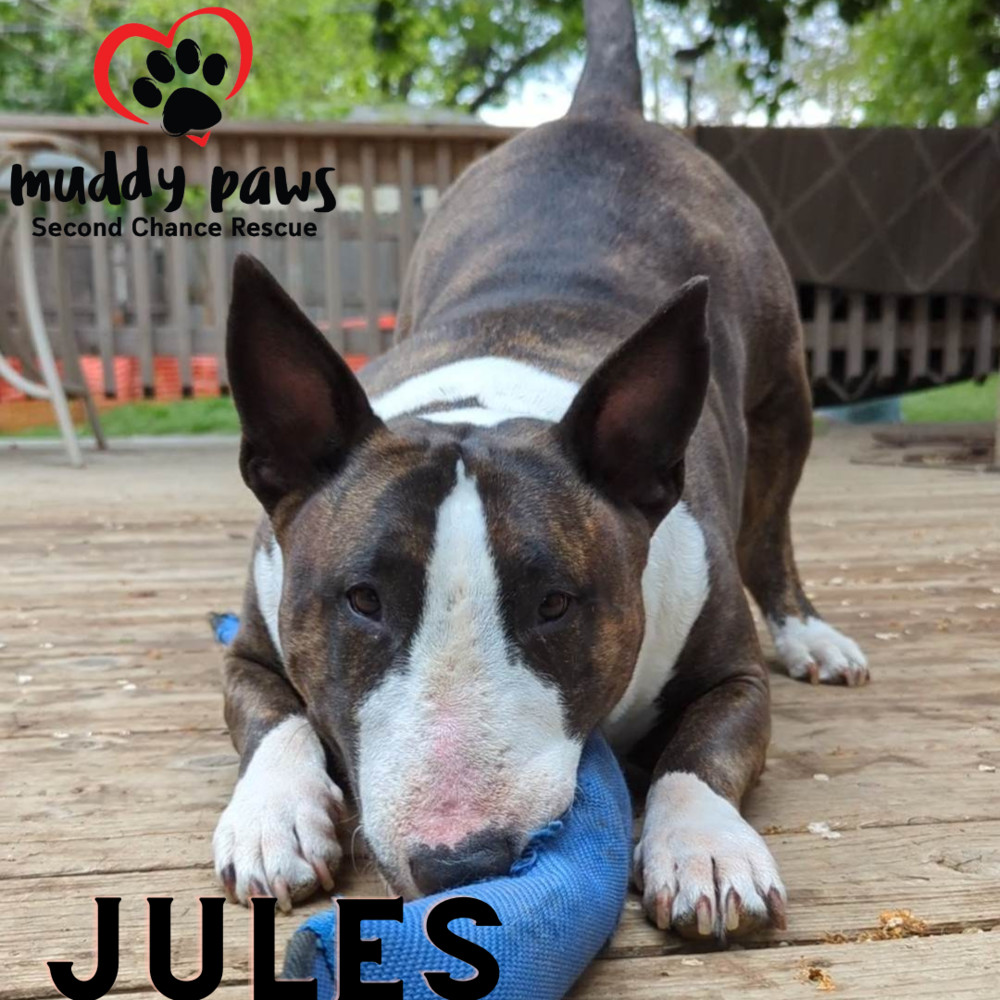 Jules, an adoptable Bull Terrier in Council Bluffs, IA, 51503 | Photo Image 4