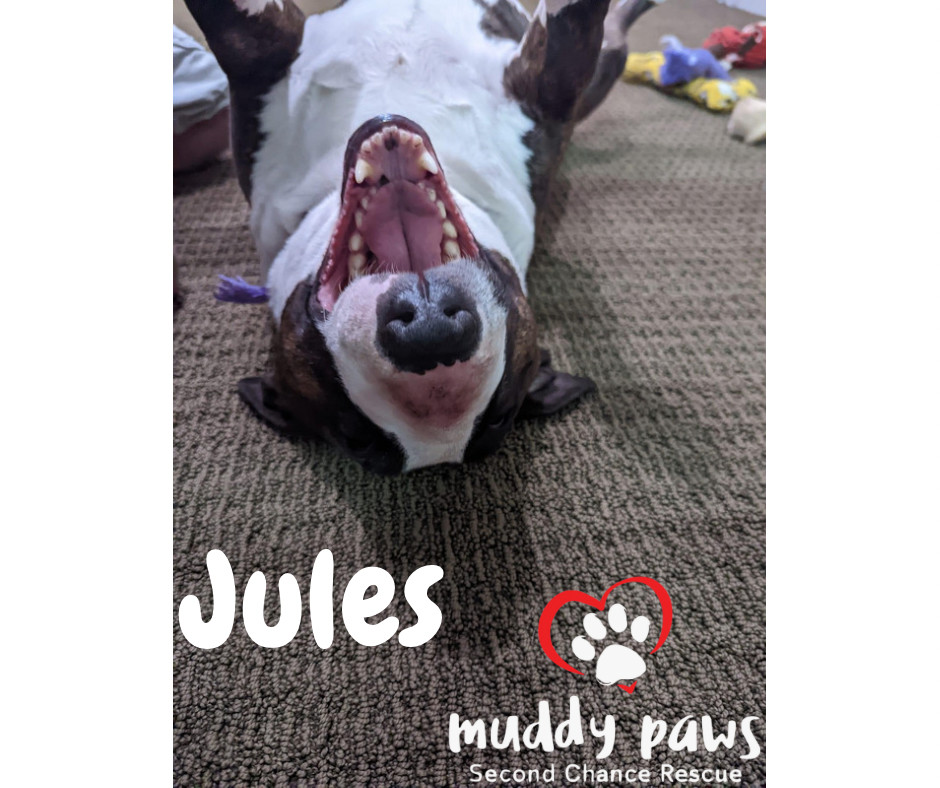 Jules, an adoptable Bull Terrier in Council Bluffs, IA, 51503 | Photo Image 5