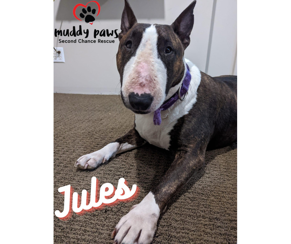 Jules, an adoptable Bull Terrier in Council Bluffs, IA, 51503 | Photo Image 6
