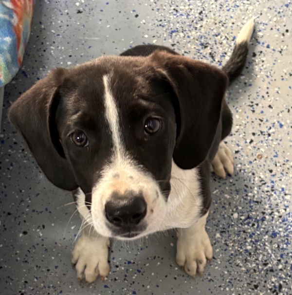 Dog for adoption Usagi, an Australian Shepherd Mix in Paris, KY