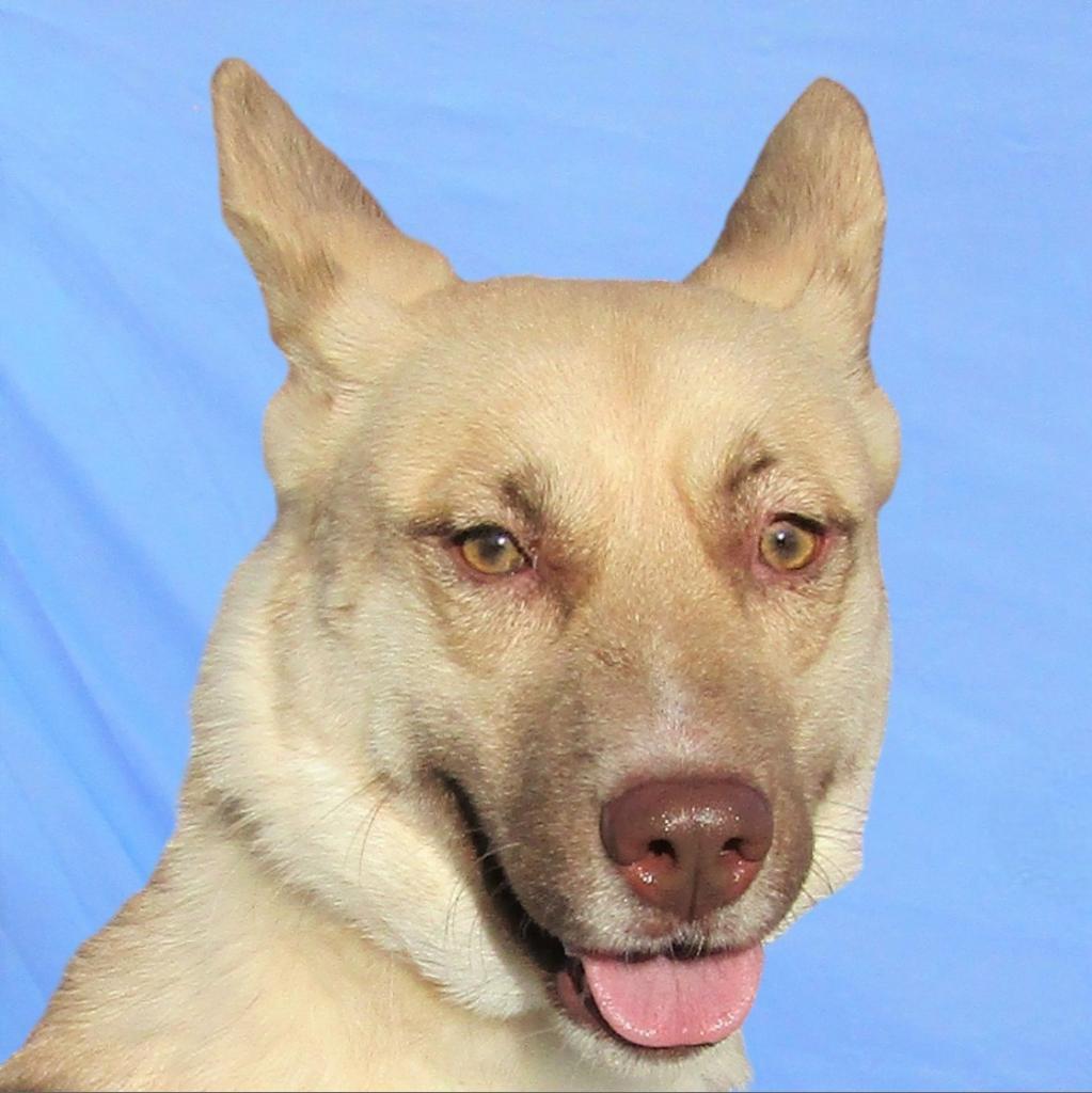 Whisper, an adoptable Mixed Breed in Las Cruces, NM, 88012 | Photo Image 1