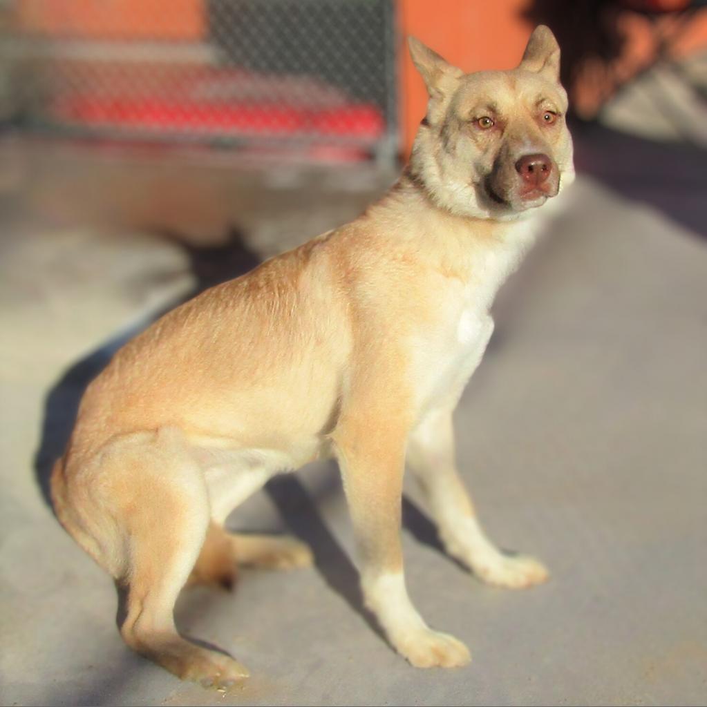 Whisper, an adoptable Mixed Breed in Las Cruces, NM, 88012 | Photo Image 2