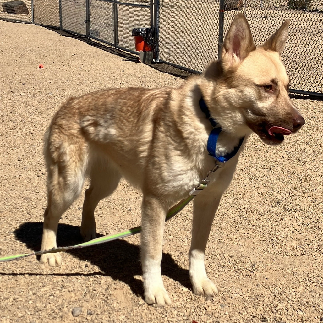 Whisper, an adoptable Mixed Breed in Las Cruces, NM, 88012 | Photo Image 2