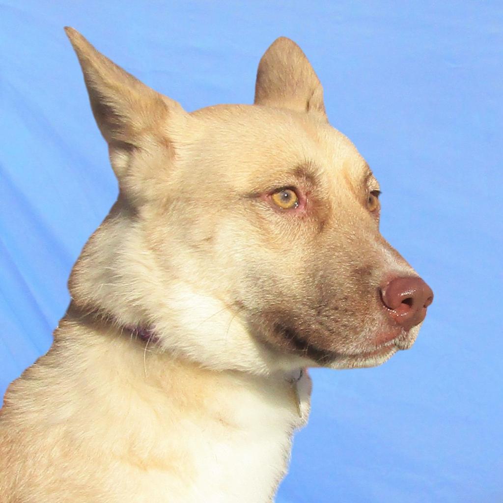 Whisper, an adoptable Mixed Breed in Las Cruces, NM, 88012 | Photo Image 3