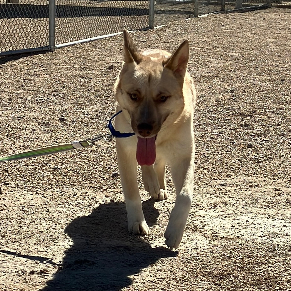 Whisper, an adoptable Mixed Breed in Las Cruces, NM, 88012 | Photo Image 3