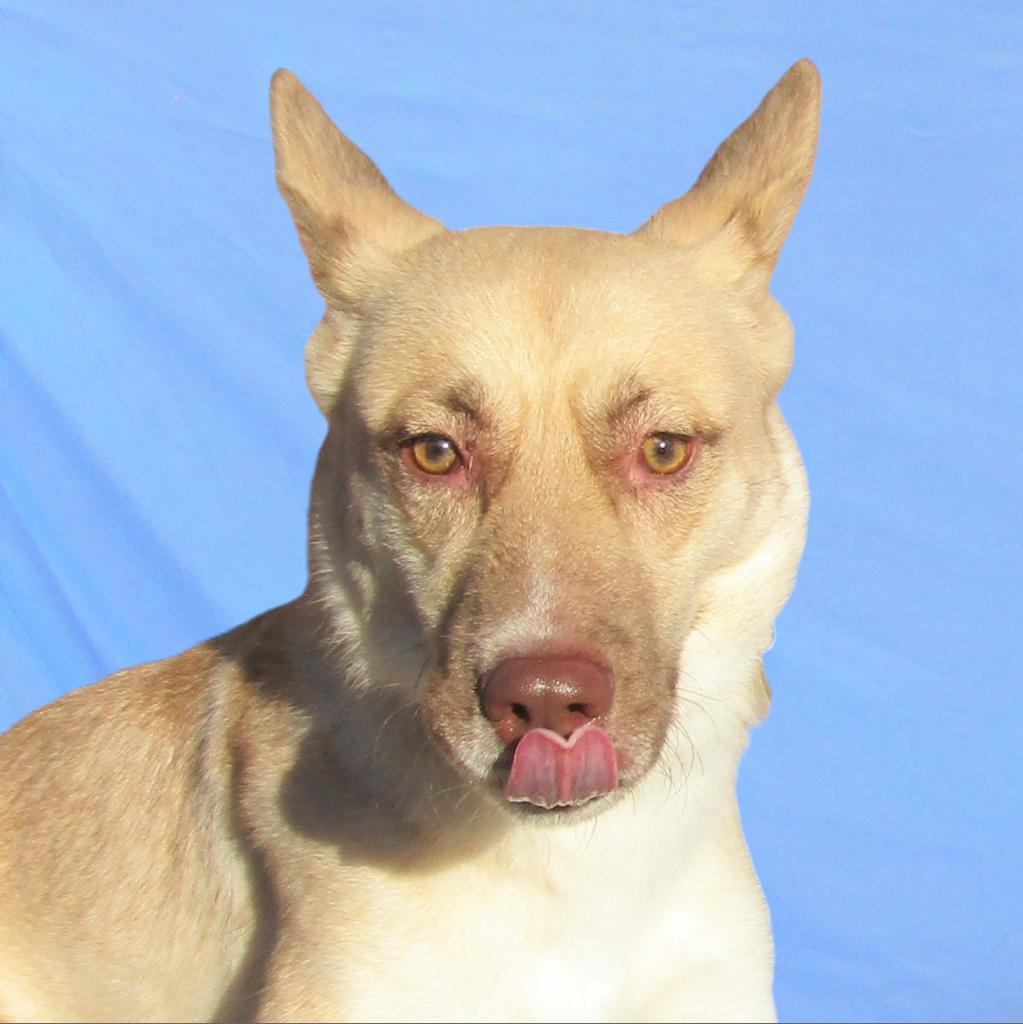 Whisper, an adoptable Mixed Breed in Las Cruces, NM, 88012 | Photo Image 4