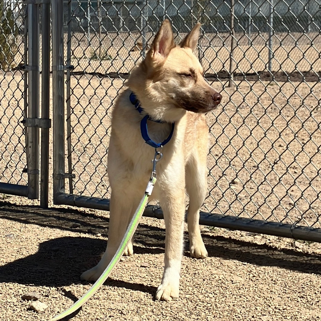 Whisper, an adoptable Mixed Breed in Las Cruces, NM, 88012 | Photo Image 4