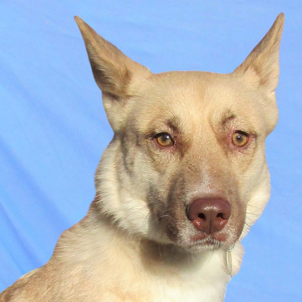 Whisper, an adoptable Mixed Breed in Las Cruces, NM, 88012 | Photo Image 5