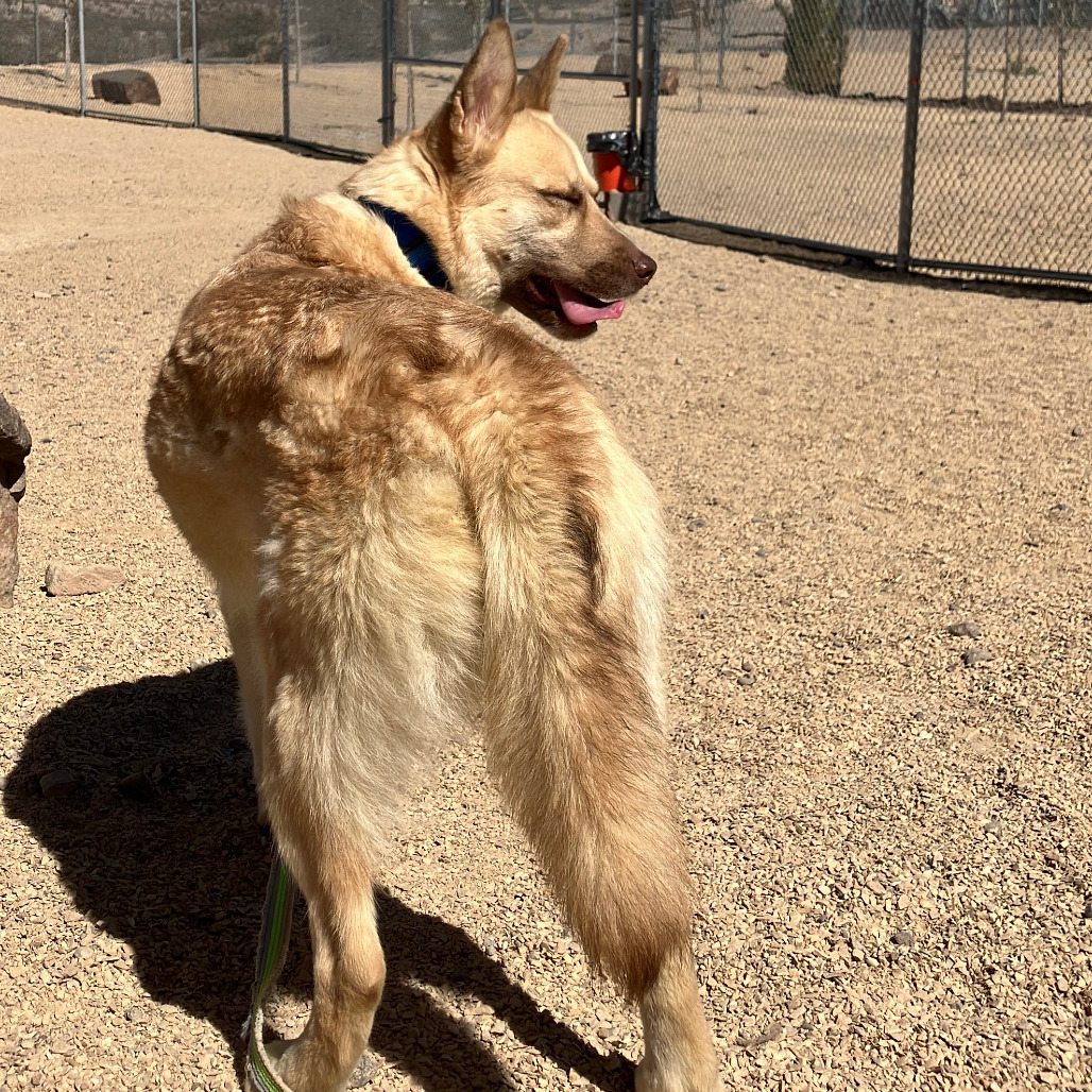 Whisper, an adoptable Mixed Breed in Las Cruces, NM, 88012 | Photo Image 5
