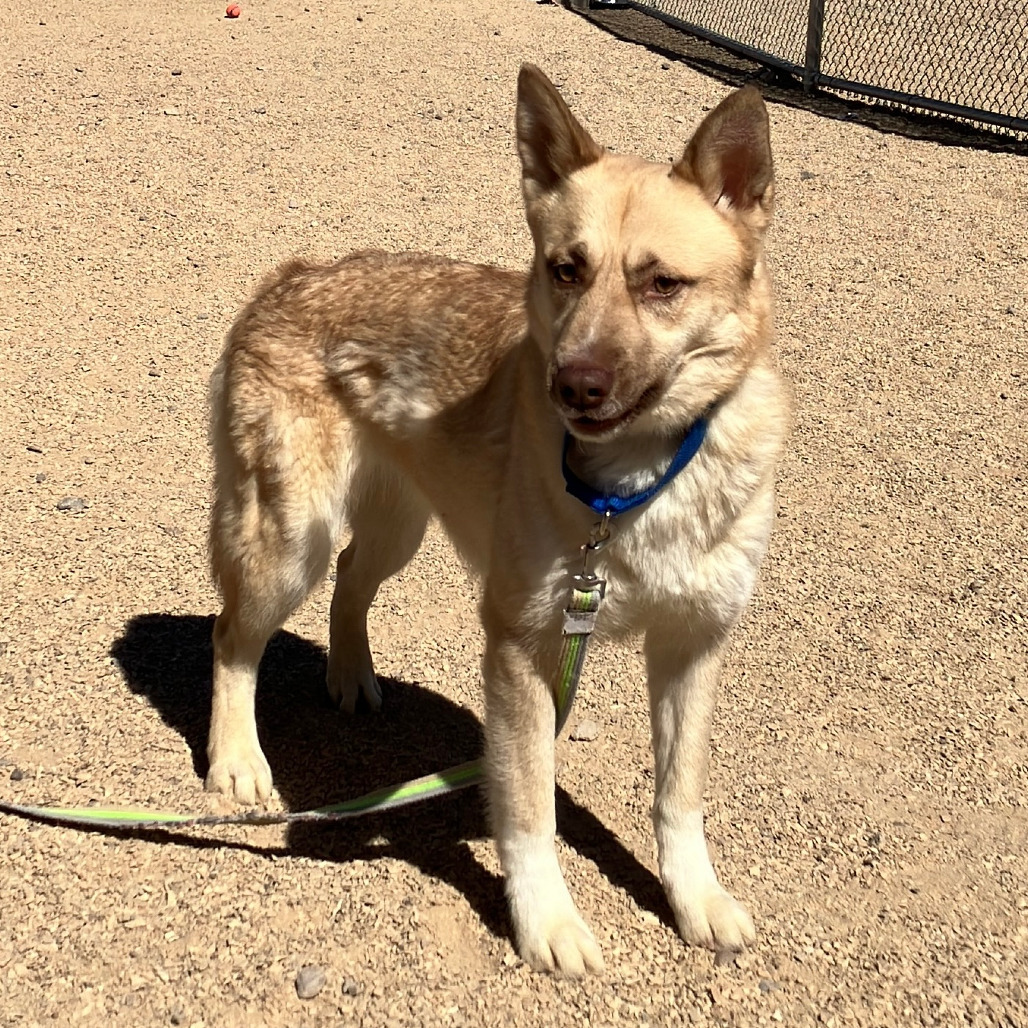 Whisper, an adoptable Mixed Breed in Las Cruces, NM, 88012 | Photo Image 6