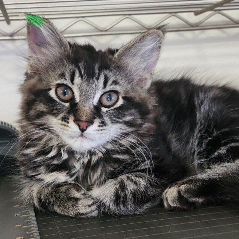 Nadia, an adoptable Domestic Long Hair in Meridian, ID, 83680 | Photo Image 1