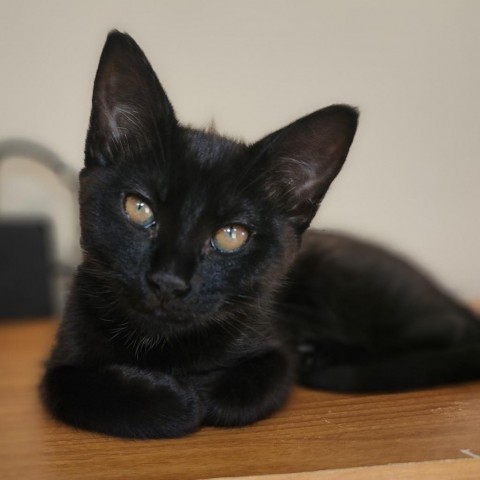 Ludwig, an adoptable Domestic Short Hair in Meridian, ID, 83680 | Photo Image 1