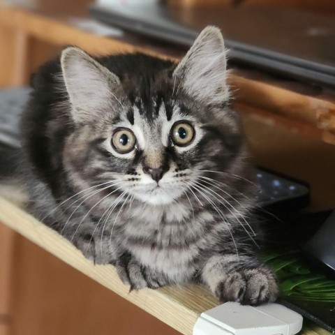 Clara, an adoptable Domestic Long Hair in Meridian, ID, 83680 | Photo Image 1