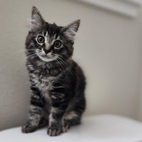 Clara, an adoptable Domestic Long Hair in Meridian, ID, 83680 | Photo Image 2