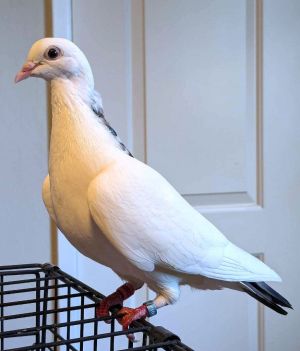 Perky is a sweet lil lady who is the model pigeon Shes curious good-natured happy and PERKY an