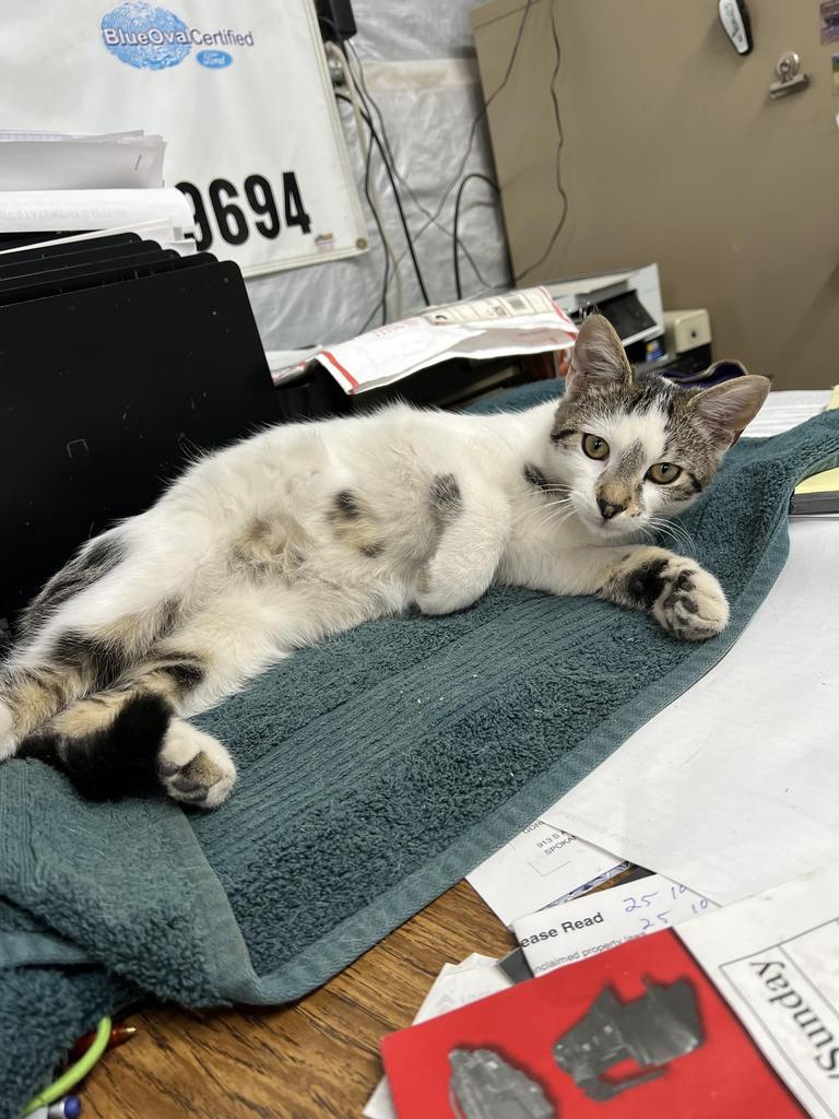 Skunk, an adoptable Domestic Short Hair in Ontario, OR, 97914 | Photo Image 2