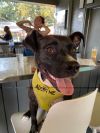 Coco (In Foster) photo 2