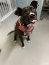 Coco (In Foster) photo 3