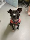 Coco (In Foster) photo 4