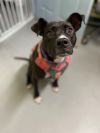 Coco (In Foster) photo 5