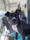 Coco (In Foster) photo 6