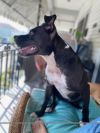 Coco (In Foster) photo 7