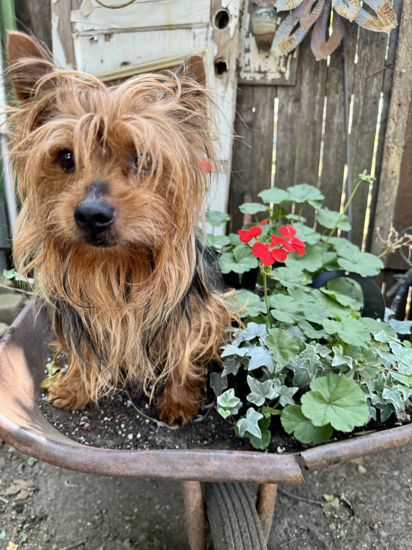 Liberace, an adoptable Yorkshire Terrier in Sioux Falls, SD, 57101 | Photo Image 1