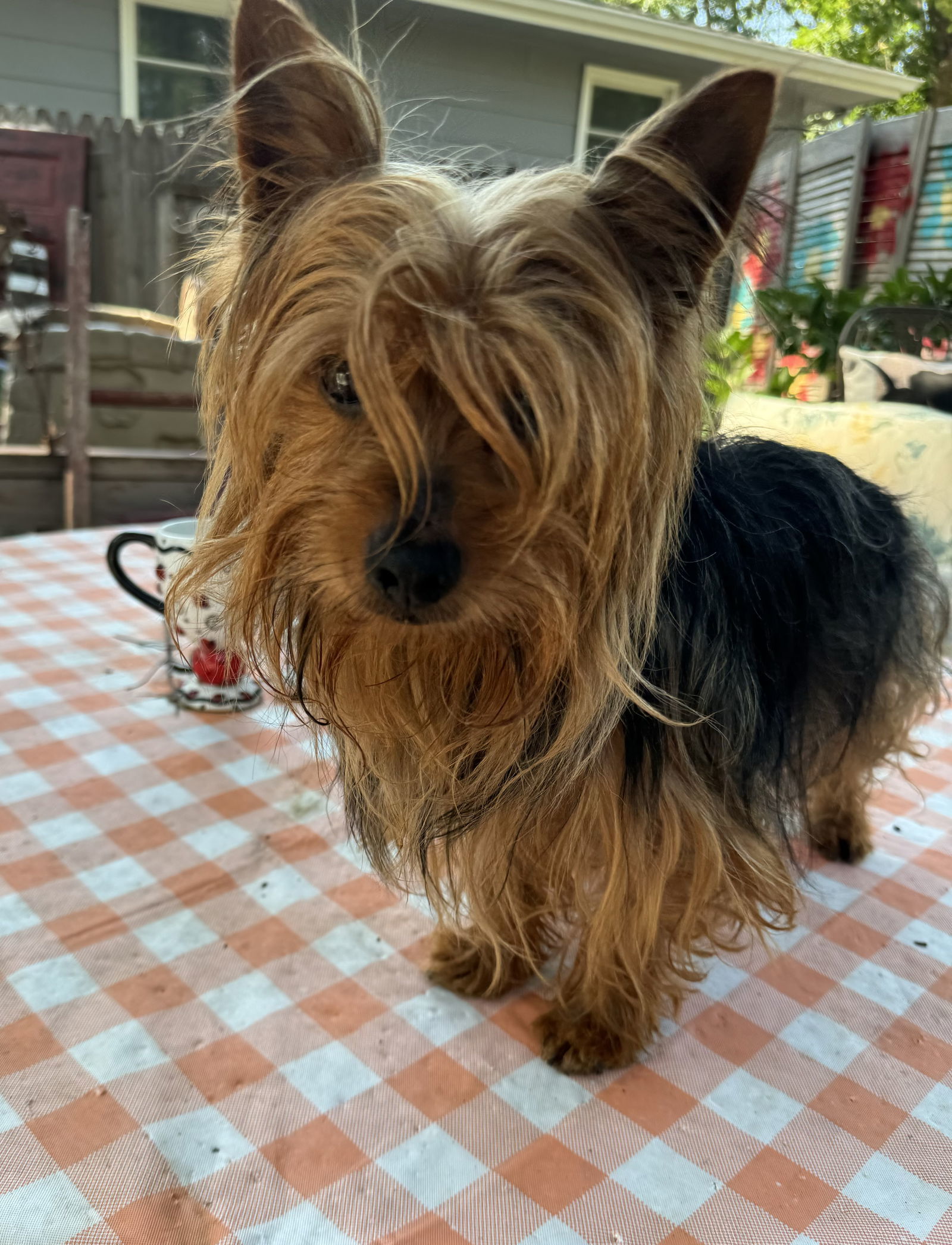 Liberace, an adoptable Yorkshire Terrier in Sioux Falls, SD, 57101 | Photo Image 2