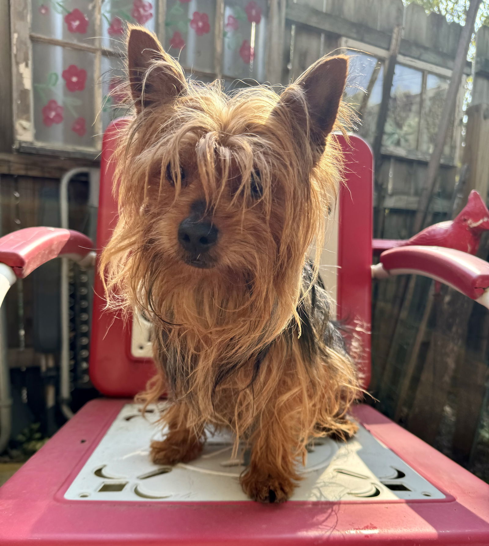 Liberace, an adoptable Yorkshire Terrier in Sioux Falls, SD, 57101 | Photo Image 3