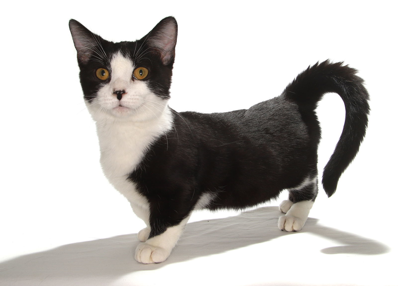 Sebastian, an adoptable Munchkin in Oakland Park, FL, 33334 | Photo Image 1